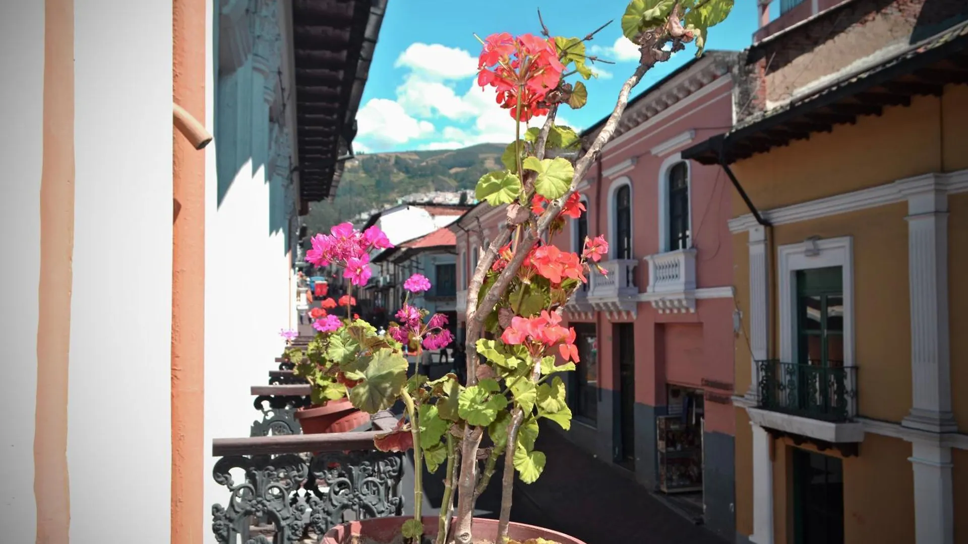 Homestay Traveler'S House Quito Apartment